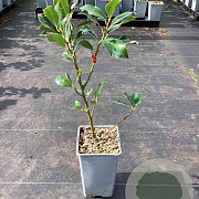 Ilex aquifolium 60-80 cm P15