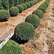 Ilex crenata 'Caroline Upright' 60 cm draadkluit bol
