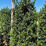 Ilex meserv. 'Blue Prince' 200-225 cm draadkluit extra