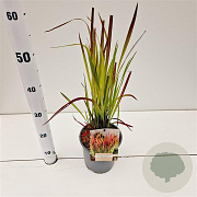 Imperata cylindrica 'Red Baron' 25-30 cm 2,0L