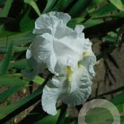 Iris (G) 'Immortality' GM P9