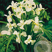 Iris sib. 'Snow Queen' GM P9