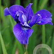 Iris sib. 'Ego' GM P9