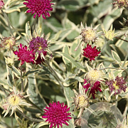 Knautia m. 'Thunder and Lightning' GM P9
