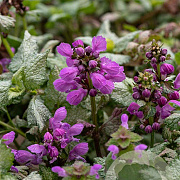 Lamium mac. 'Red Nancy' GM P9