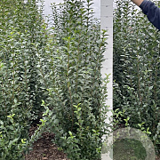 Ligustrum ovalifolium 150-175 cm met kluit