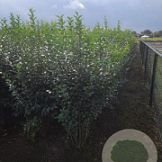 Ligustrum ovalifolium 175-200 cm met kluit