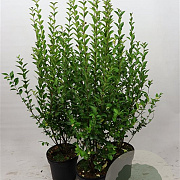 Ligustrum ovalifolium 80-100 cm 7,5L