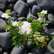 Ligusticum scoticum GM P9