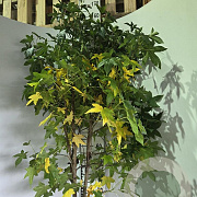 Liquidambar styraciflua 125-150 cm met kluit