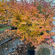 Liquidambar styraciflua 150-175 cm 20L