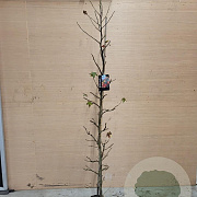 Liquidambar styraciflua 150-175 cm met kluit