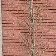 Liquidambar styraciflua 175-200 cm met kluit