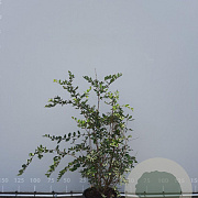 Lonicera fragrantissima 125-150 cm met kluit