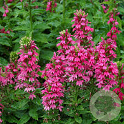 Lobelia 'Monet Moment' GM P9