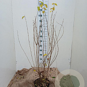 Lonicera xylosteum 100-125 cm 7,5L solitair