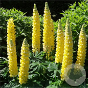 Lupinus 'Desert Sun' GM  P11
