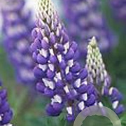 Lupinus p. 'Lupini Blue Shades' GM P9