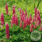 Lupinus p. 'Lupini Red Shades' GM P9