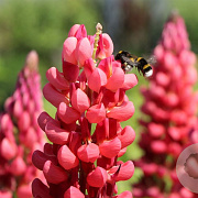 Lupinus 'Red Rum' GM  P11
