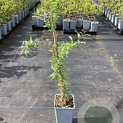 Lycium barbarum GM C1.5