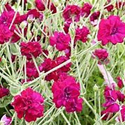 Lychnis coronaria Gardeners World GM P9