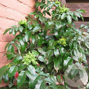 Mahonia aq. 'Smaragd' 60-80 cm met kluit