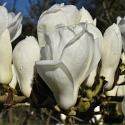 Magnolia denudata 60-80 cm met kluit