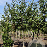 Malus d. Röd Belle de Boskoop 18-20 HO draadkluit