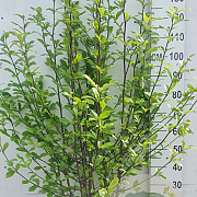 Magnolia kobus 125-150 cm 20L