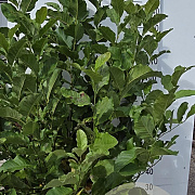 Magnolia kobus 125-150 cm met kluit