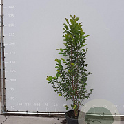 Magnolia kobus 150-175 cm met kluit