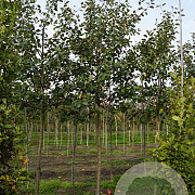 Malus d. Roter Boskoop 18-20 HO draadkluit