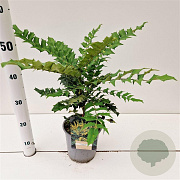 Mahonia media 'Charity' 30-40 cm 2,5L