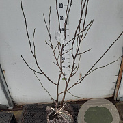 Magnolia soulangeana 80-100 cm met kluit