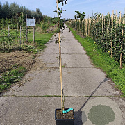 Mespilus g. 'Bredase Reus' 100-125 cm 10L