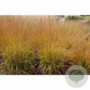 Molinia arund. 'Cordoba' GM P9