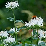 Monarda 'Bee-bright' GM P9