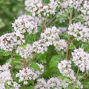 Origanum vulg. 'Faltertreff' GM P9