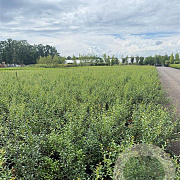 Osmanthus burkwoodii 100-125 cm 7,5L solitair