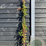 Parthenocissus henryana 150-175 cm vierkant rond 5,5L