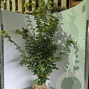 Parrotia persica 'Vanessa' 150-175 cm met kluit