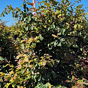 Parrotia persica 'Vanessa' 175-200 cm draadkluit