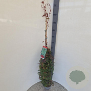 Parthenocissus tr. 'Veitchii' 150-175 cm 5,0L