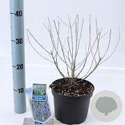 Perovskia 'Blue Spire' 30-40 cm 2,0L