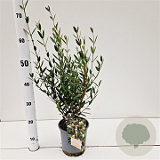 Phillyrea angustifolia 40-60 cm 2,0L