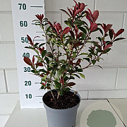Photinia fraseri Carré Rouge 40-50 cm 5,0L