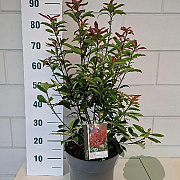 Photinia fraseri Carré Rouge 50-60 cm 10L