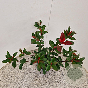 Photinia fraseri Carré Rouge 55-60 cm 3,0L