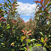 Photinia fraseri 'Red Robin' 175-200 cm met kluit